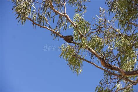 Australian Willie Wagtail Bird Nest of Mud Stock Image - Image of ...