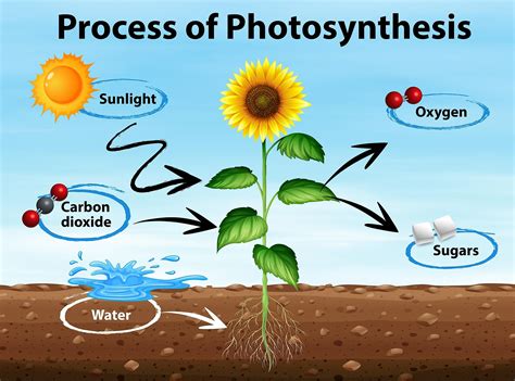 Photosynthesis Explained - WorldAtlas