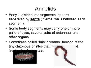 Annelids Characteristics