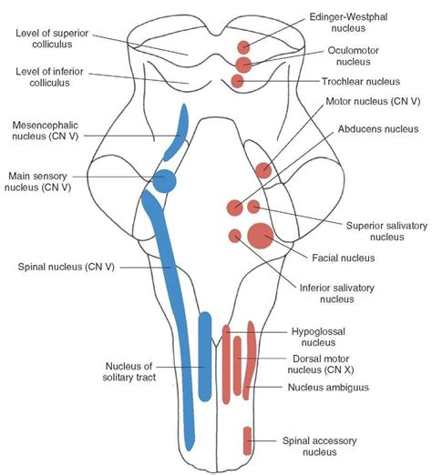 Longitudinal View Of The Brainstem Depicting The Position - 914x1008 ...