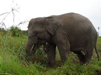 Gambar Hewan Langka Terancam Punah Gajah Sumatera Gambar di Rebanas ...