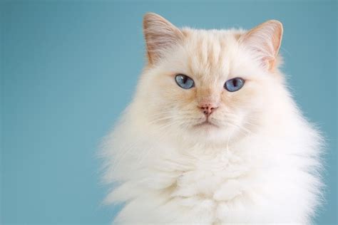 Ragdoll Cat Care Guide & Information » Petsoid