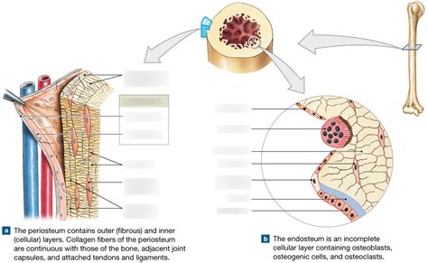 The Periosteum and Endosteum Diagram | Quizlet