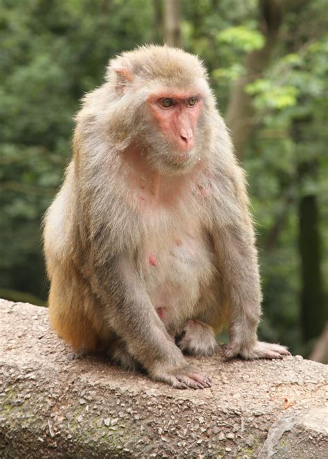 Rhesus macaque - Wikipedia