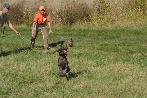 Hunting Dog Training – Wildlife Leadership Academy