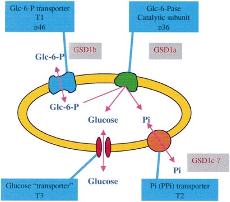 Figure 3 from The glucose-6-phosphatase system. | Semantic Scholar