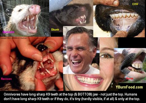 human herbivore teeth no long sharp canine tooth K9