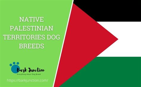 Native Palestinian territories dog breeds | All dogs of Palestinian territories | Dog breeds ...