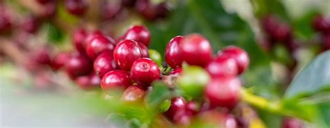 Robusta coffee plant