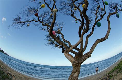 Hawaiian Christmas Tree Photograph by Doug LaRue - Fine Art America