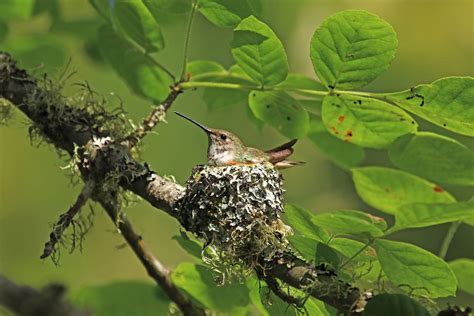 The Female Rufous Hummingbird Is a Master Nest Builder | Audubon