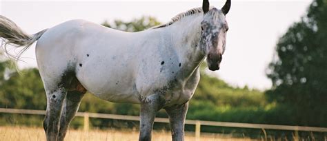 Leopard Appaloosa Stallion