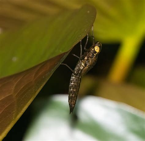 Dragonfly Metamorphosis | Backcountry Gallery Photography Forums