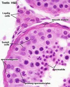 236 Best Cytology & Histology images | Histology slides, Anatomy, physiology, Physiology