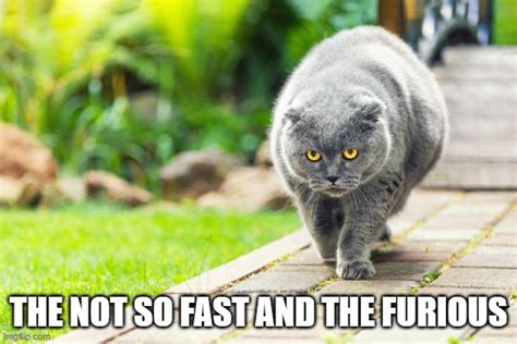 meme by Brad cat not so fast and the furious - Imgflip