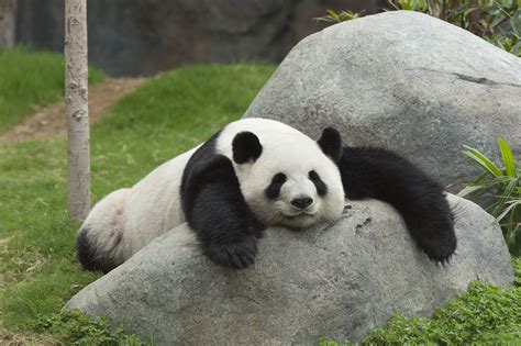 All It Took for These Zoo Pandas to Mate Was for Humans to Go Away