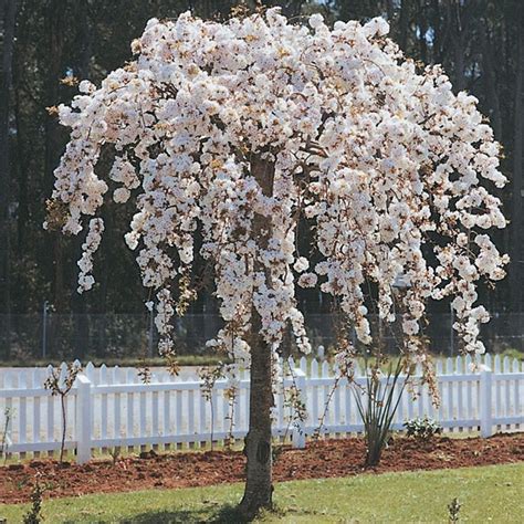 Image result for prunus 3ft weeping cherry white | Weeping cherry tree ...