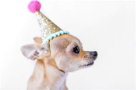 Dog Birthday Dog Costume Dog Birthday Hat Dog Party | Etsy