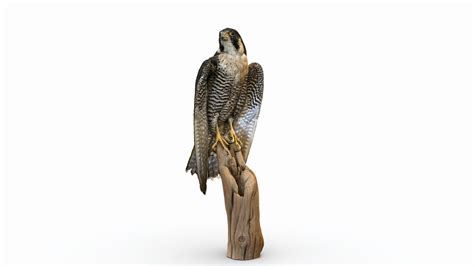 Peregrine Falcon - Buy Royalty Free 3D model by Abby Crawford (@abby) [f42f04d] - Sketchfab Store