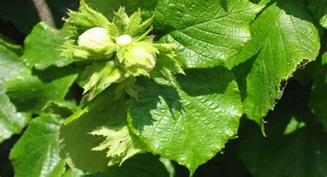 Different Types of Hazelnut Tree Varieties (Filbert Species ...