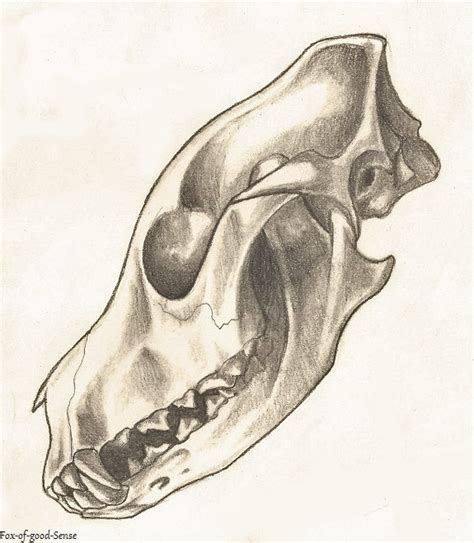 Canine Skull by Fox-of-good-Sense on DeviantArt