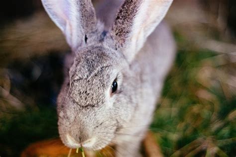 Why Does Your Rabbit Have a Dewlap? (Purpose & Function)