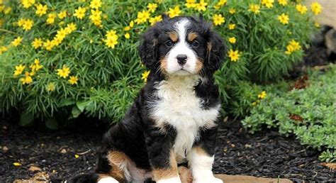 Miniature Bernese Mountain Dog.Meet Paxton a Puppy for Adoption.