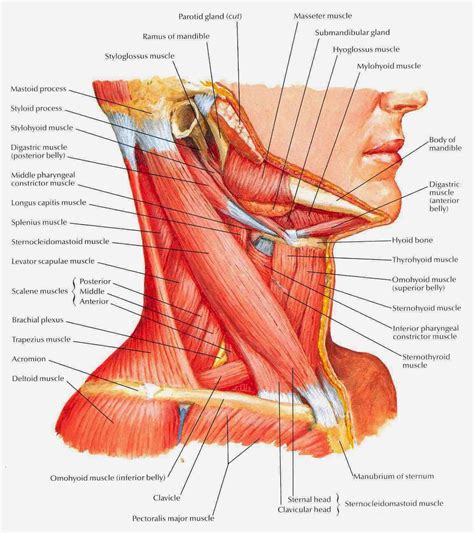 Neck Muscle Diagram - Head And Neck Anatomy Png Images Pngwing - Angas ...