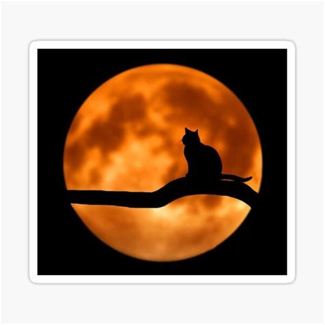 "Halloween Cat Meme" Sticker for Sale by Fashimation20 | Redbubble