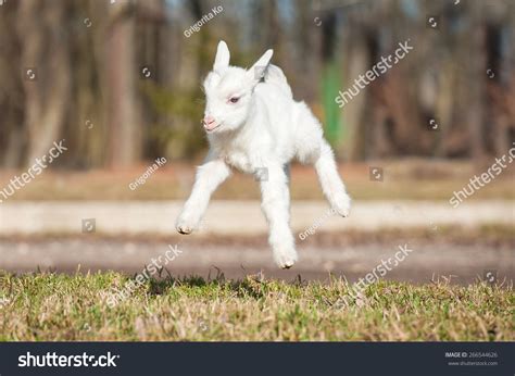 1,148 Baby goat jumping Images, Stock Photos & Vectors | Shutterstock