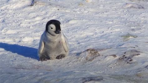 Baby Penguin Tries To Make Friends | Snow Chick: A Penguin's Tale | BBC Earth - YouTube