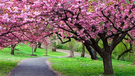 Cherry Blossom Tree Wallpaper 04 - [3840x2160]