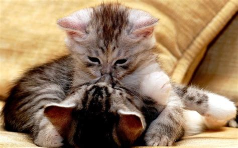 TENDER KISS, kittens, cute, cats, kiss, HD wallpaper | Peakpx