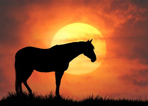 Sunset Horse Silhouette Free Stock Photo - Public Domain Pictures