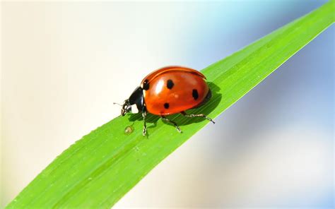 🔥 [90+] Cute Ladybug Wallpapers | WallpaperSafari