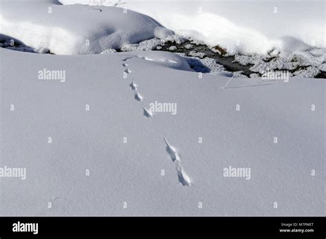 Weasel tracks Weasel tracks at top of Snow Pass Stock Photo - Alamy