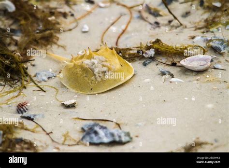 Horseshoe Crab on Bunche Beach Stock Photo - Alamy