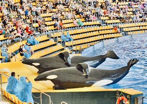 Loro Parque: Orca Conservation or a Show of Submission? | Dolphin Project