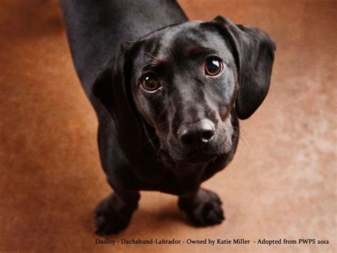 Dachshund-Lab Mix - Google Search | Dachshund mix, Dachshund mix ...