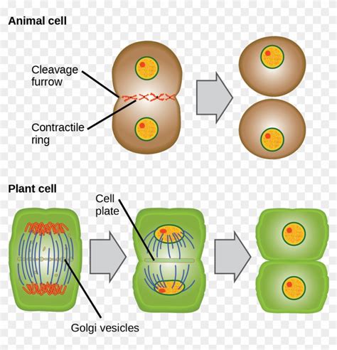 Telophase In Plant Cells