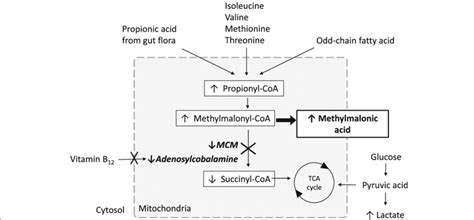 Methylmalonic Acid Structure