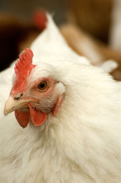 What Are the Treatments for Eye Worms in Chickens? | Animals - mom.me