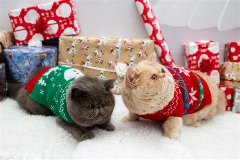 Our local vets held a christmas themed pet photoshoot | Christmas ...