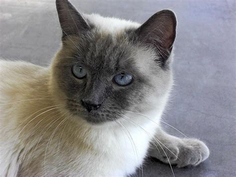 ♥CG152 Siamese-Blue Point | BLUE POINT SIAMESE CATS | Pinterest