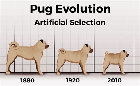 Artificial Selection In Dogs