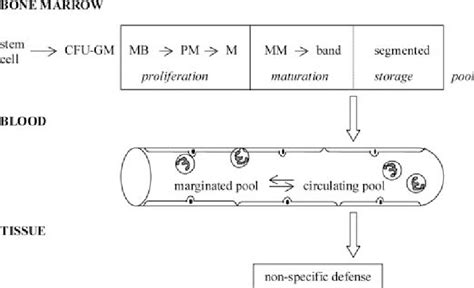 Lifecycle of bovine PMN, according to the data of Jain (1993). A... | Download Scientific Diagram