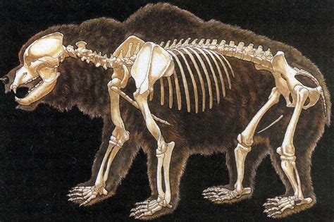 Image result for bear skeleton Concept Art Books, Bear Photos, Ursus, Spooky Scary, Bear Design ...