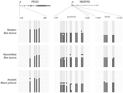 Methylation patterns of single copy imprinted genes in modern and ...