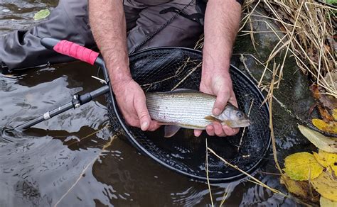 Lady Of The Stream: 5 Top Tips for Grayling Fishing - Till Fishing ...