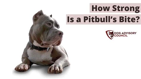 Pitbull Bite Force - How Strong Is a Pitbull’s Bite? | Dog Advisory Council